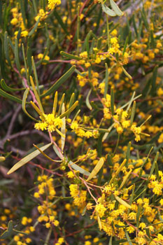 Wattle