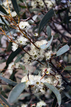 Euc Diversifolia